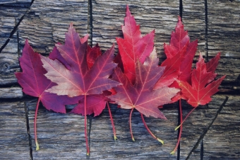 Home and Heating: Ideas for Saving This Fall
