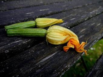 A zucchini for your thoughts...
