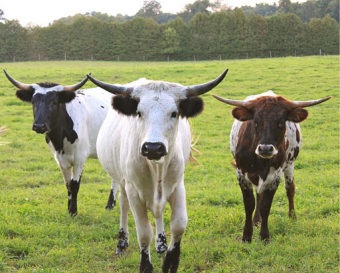 Farming to feed and take care of the planet