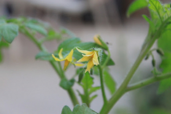 Five things I learned from my garden