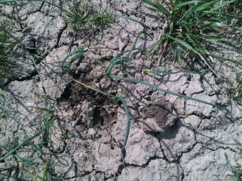 Feeding the forager within