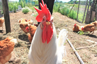 Why we need supply management