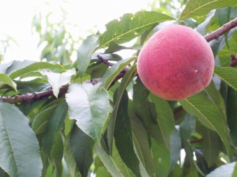 'It's not our bible' — Report gives advice to fruit industry