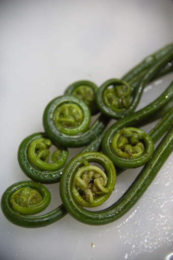 Singing a different tune about fiddleheads