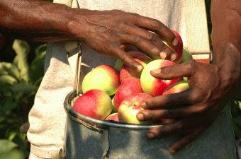 A way of saying thanks to Niagara's migrant farm workers