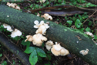 Foraging for mushrooms (and living to blog about it)