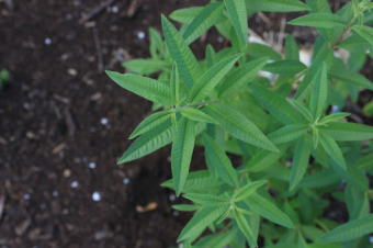 A cup of sunshine: lemon verbena tea