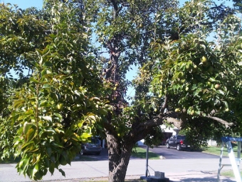 The Kieffer pear: Niagara's other street food