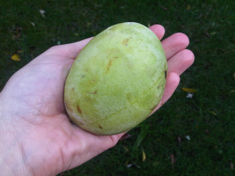 Getting my paws on a pawpaw