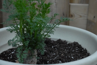 Tossing the power plant out of the salad bowl