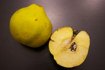 Making the acquaintance of the quince