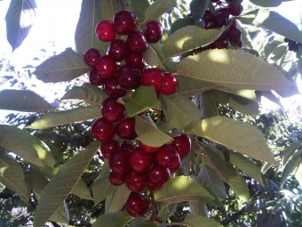 The cherry on top of a warm spring