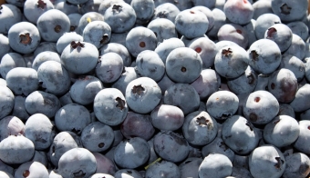 Finding my thrill in a Pelham blueberry patch
