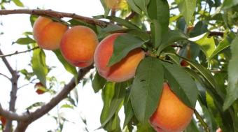 A peachy keen time of year
