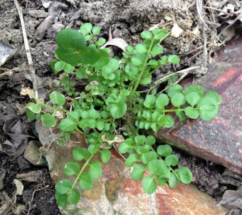 Weed Wednesday: Winter Cress Pie