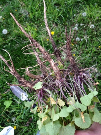 A spring foraging primer