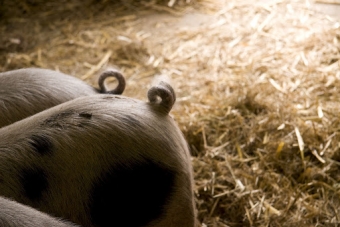 The Canadian Food Experience Project: A tale about pigs' tails