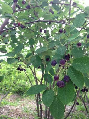 Serviceberry galette and insect-borne illness