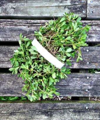 Weeding and Eating: The Great Purslane Giveaway returns
