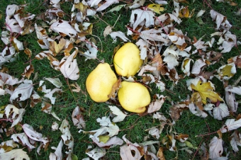 The Canadian Food Experience Project: An ode to my favourite harvest, the Kieffer pear