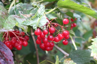 Foraging and feasting 101