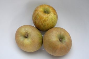 The beauty of the ugly duckling apple