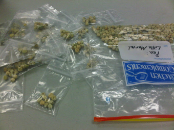 Seeds: the ultimate therapists