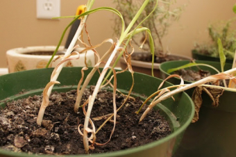Growing Pains: Growing garlic indoors - Part 3