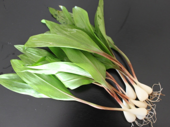 Ramping up foraging etiquette