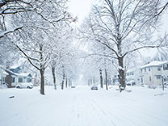 Tree Health Tips: Get older trees inspected before ice storms