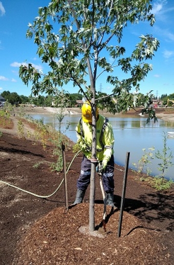 Summer Planting with Root Rescue Transplanter