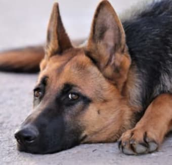 What causes seizures in dogs ?