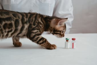 What is a Fear Free Certified Animal Hospital?