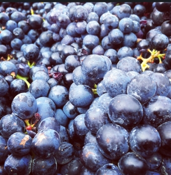 What's in store with the 2015 Harvest in Niagara's Twenty Valley?