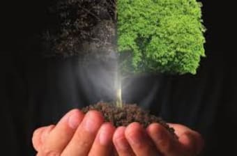Reducing tree stress and benefits of tree care. Part 1: Fertilizing