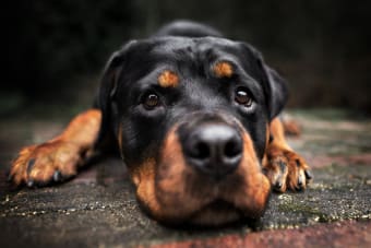 ACL (CCL) Injuries & Surgeries in Dogs