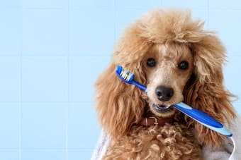 6 Common Myths About Your Pet's Dental Care