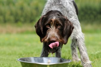 Cushing's Disease in Dogs: Causes, Complications & Medications