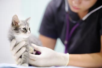 About Our AAFP Certified Animal Hospital