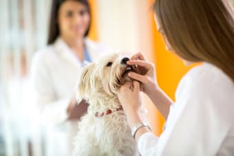 Dog Dental Care 101: How to Care for Your Dog's Teeth