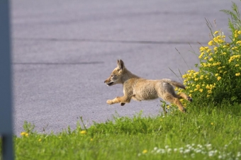 Coyote Sky Dancer