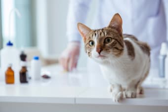 Why Your Pet Needs Bloodwork & What It Can Tell You