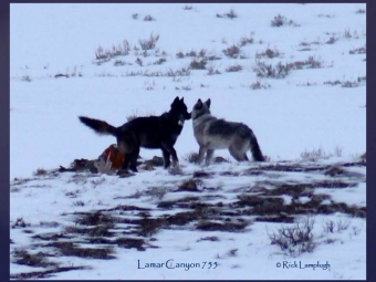 The Impact Of Hunting On Wolves