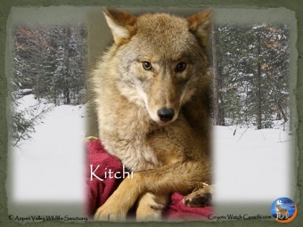 Snared- A Wolf Named Kitchi