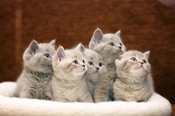 5 Reasons To Get Your Cat Spayed Or Neutered