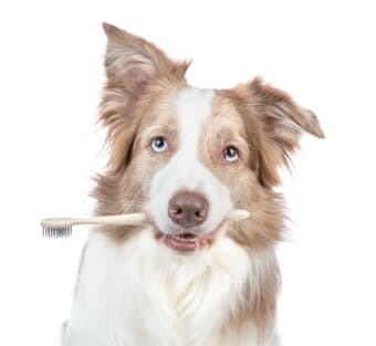 Periodontal Disease in Dogs - How to Treat It