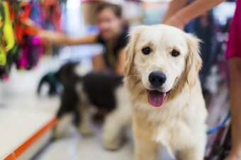 How can Response5 Help Rescue Dogs?