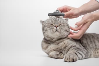 How to Groom Your Senior Cat: What You Need To Know