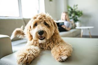 IBD: Inflammatory Bowel Disease in Dogs