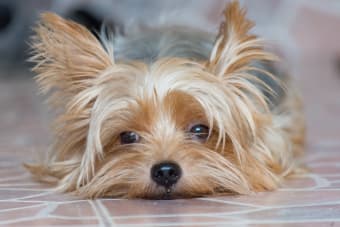 What is kennel cough in dogs? How is it treated?